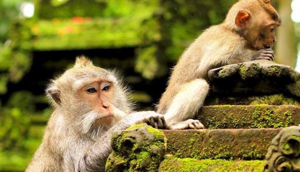 Northern Nature Private Tour Bali