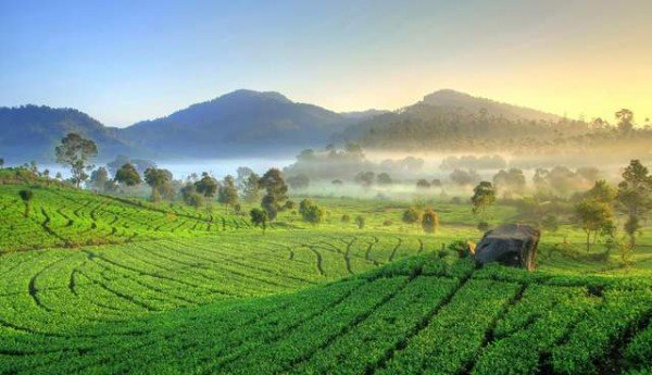 Kebun Teh Bandung Open Trip